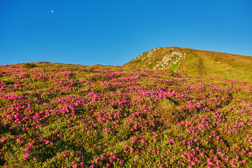 Beautiful view of pink rhododendron rue flowers blooming on mountain slope with foggy hills with green grass and Carpathian mountains in distance with dramatic clouds sky.
