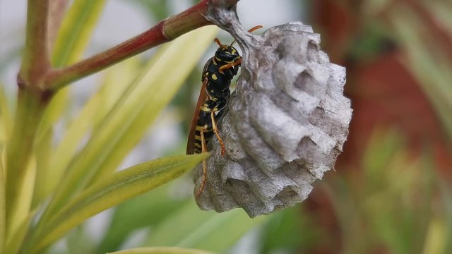 Unique macro footage of a wasp building its nest on a flower, by licking its legs, and working hard - normal speed