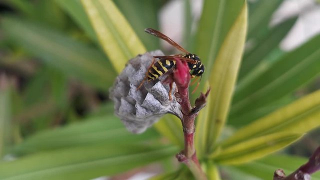 Slow motion macro shot of a wasp building its nest on a flower's leaf