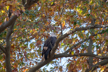 A Bald Eagle perched in a tree filled with Autumn colored leaves