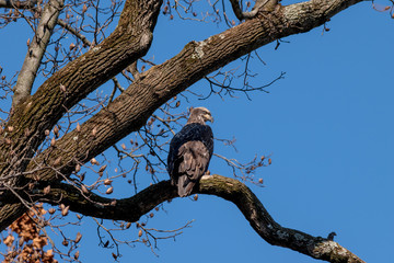 A juvenile Bald Eagle perched in a tree watching the river for a fish