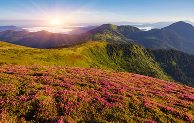 Naklejka na ściany i meble Beautiful view of pink rhododendron rue flowers blooming on mountain slope with foggy hills with green grass and Carpathian mountains in distance with dramatic clouds sky.