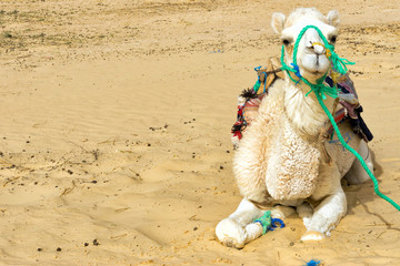 Camel Closeup in the Ong Jemel Desert in Tunisia.