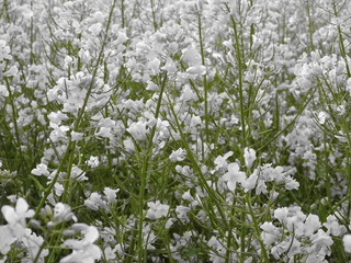 Blueten im Fruehling