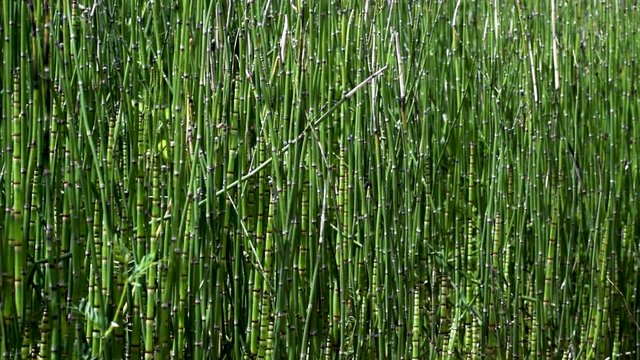 A closeup of a grove of horsetail reeds flowing peacefully in the wind.