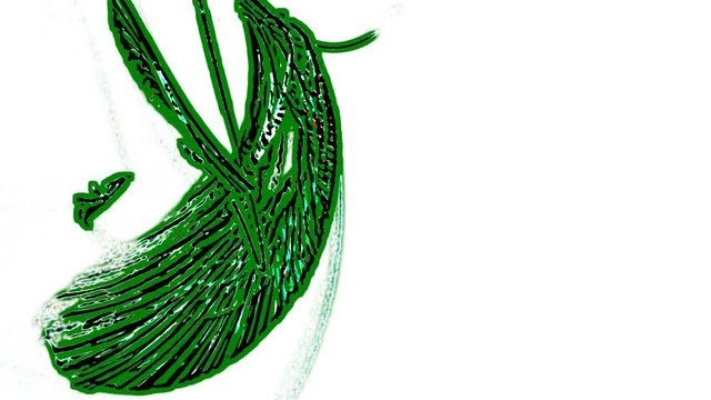 Abstract fractal forms morph and oscillate (Loop)
