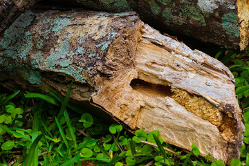 Lychen Log