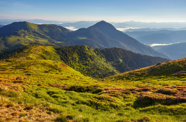 Obraz premium Beautiful view of the tranquil alpine landscape with green meadows, trees, dark low clouds on the mountains in the background on a sunny summer day.