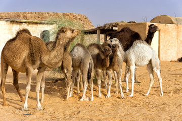 Camel Family in the Sahara Desert, Tunisia.