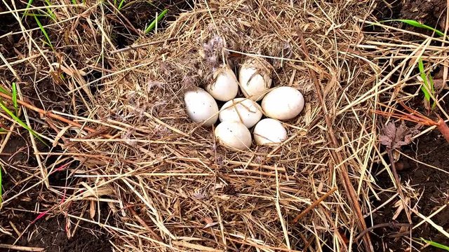 Canadian goose nest close up view