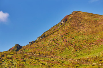 pink rhododendron flowers on summer mountain