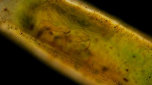 Trichoptera larvae under the microscope, the movement of the caddis larvae in a protective tubular house or cap, later the larva will turn into a moth