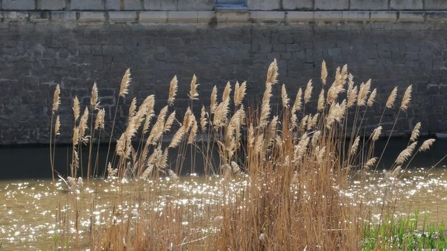 Reeds in a river with a stone wall at the background