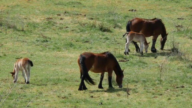 Two mares with their foals in a green field in the north of Spain