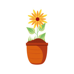 beautiful flower nature in pot plant