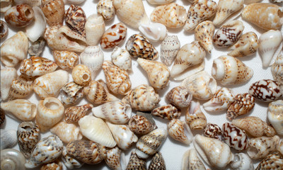 Sea shell Background