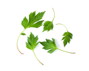 White mugwort leaves isolated on white background. top view