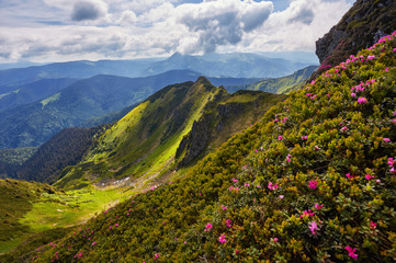pink rhododendron flowers on summer mountain