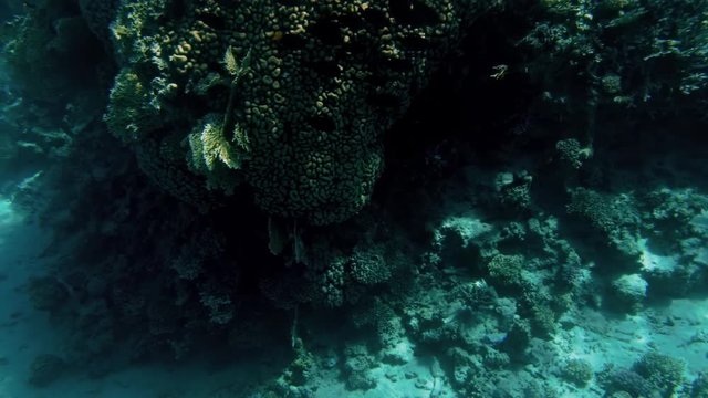 4k video made from the submarine of beautiful underwater landscapes. Coral reef and swimming tropical fishes