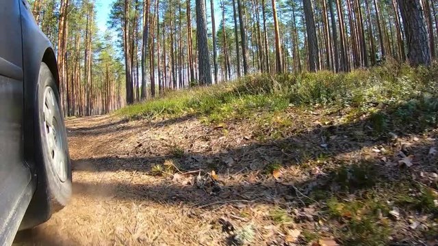The trip in the woods is a very low glance