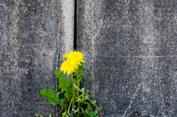 Dandelion flower growing in crack of concrete wall