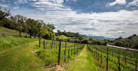 Hart to Hart Vineyards, Spring