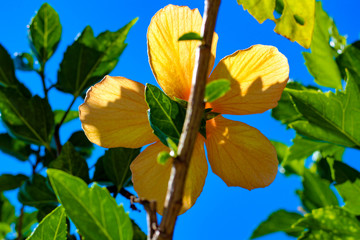 A bottom up view of an orange hibiscus with a green, blue and blurry background on a summer day in Brazil