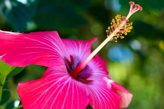 Close up of a pink hibiscus with a green and blurry background on a summer day in Brazil