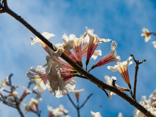 Close up of a white ipe flower. A brazilian tree blossoming during a spring day