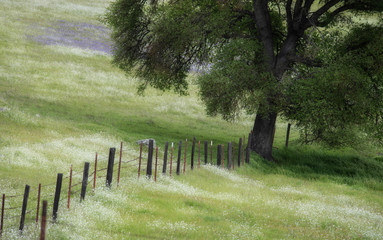 Country Fence in Spring