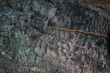 Texture of charred wood. Burned scratched hardwood surface.