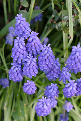 petites fleurs du jardin