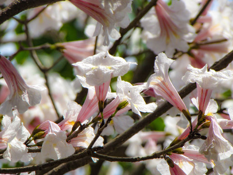 Close up of a white ipe flower. A brazilian tree blossoming during a spring day