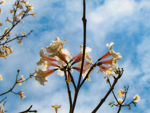 Close up of a white ipe flower. A brazilian tree blossoming during a spring day