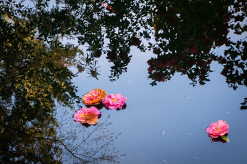 Floating Camellia Blossom