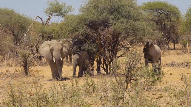 Mid distance shot of an elephant eating from a tree with two more baby elephants.