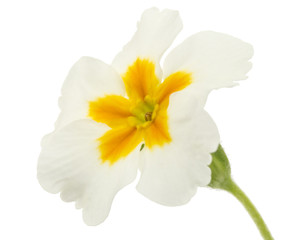 Fototapeta na wymiar Flower of primrose, isolated on white background