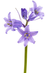 Blue flower of scilla , bluebell flower, isolated on white background