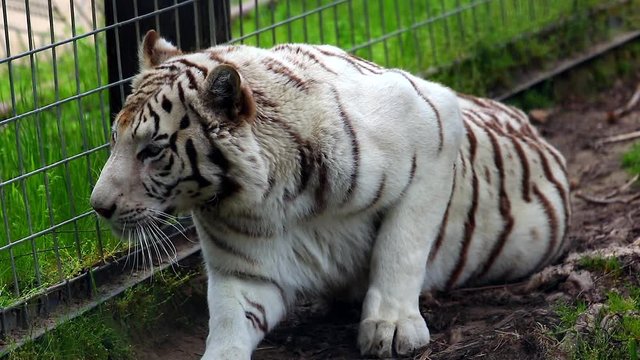White Tiger Walking And Then Laying Down On The Ground Close Up