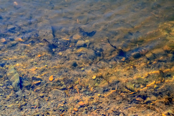 Texture of water surface. The surface of the river near the shore on a sunny spring day.