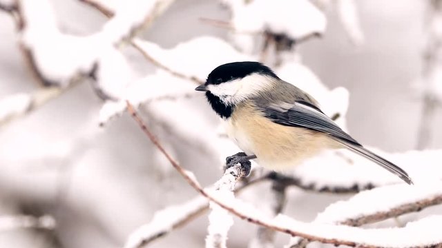 A black-capped chickadee eats a sunflower seed on a tree branch.
