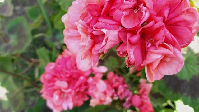 Pelargonium flowers standing tall and swaying in the wind