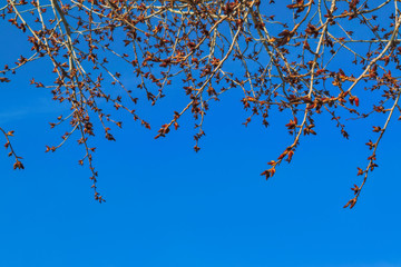 Poplar branches with swollen buds against the blue spring sky.