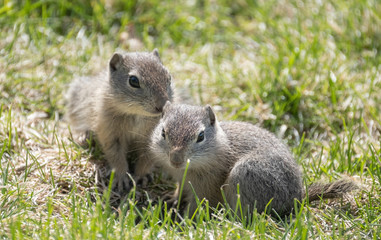 Ground Squirrel Duo