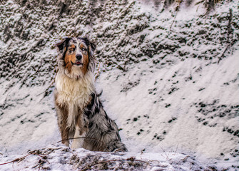 dog aussie AustralianShepherd nature bluemerl