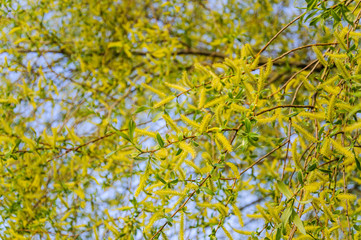 Flowering crack, or brittle willow (Salix fragilis) Bullata in spring © aleoks