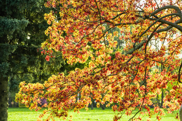 Norway maple (Acer platanoides) garden form with maroon leaves 