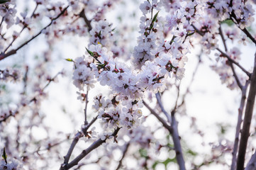 Blooming Apricot tree (Prunus armeniaca) in spring