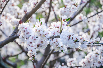 Blooming Apricot tree (Prunus armeniaca) in spring