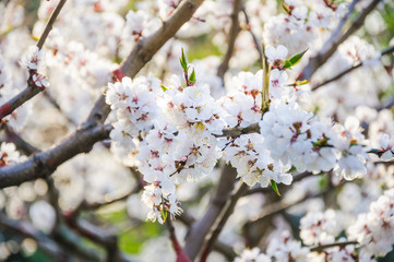 Blooming Apricot tree (Prunus armeniaca) in spring